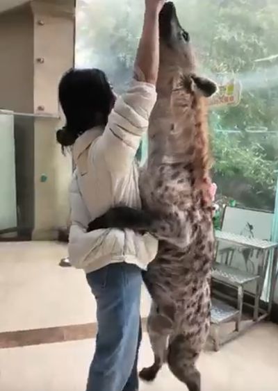 Гиены-то огромные⁠⁠