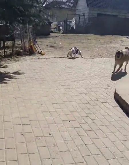 Свезло песелю. Полноценный тыгыдым наводит