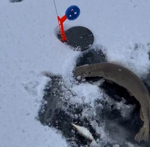 Самая большая щука