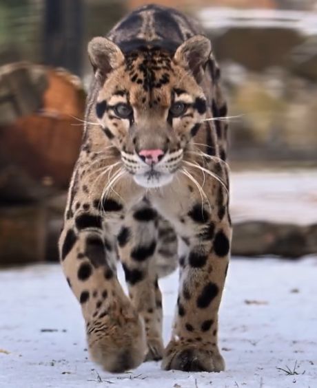 Разлапистая походка⁠⁠