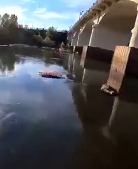 Залутал под мостом на статью