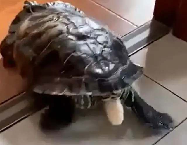 Спасение из треснувшего яйца