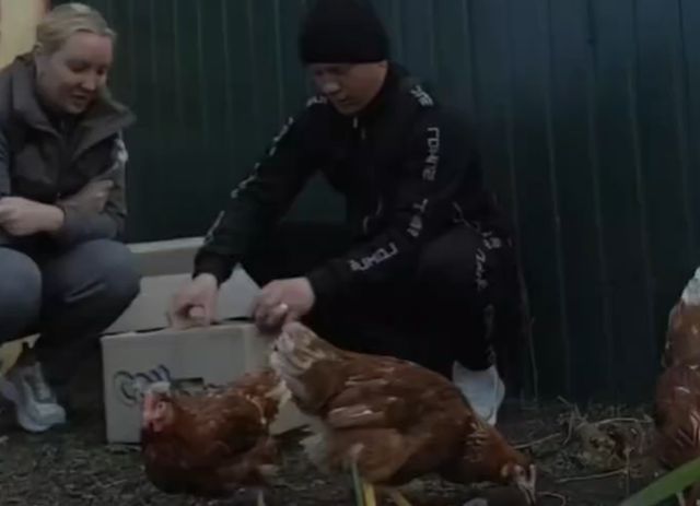 Распаковка петуха