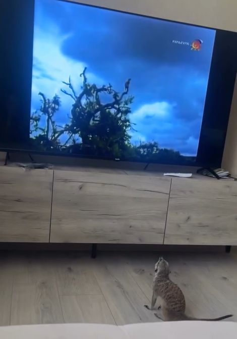 Мышечная память