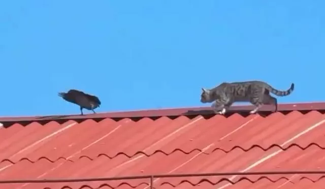 Иди сюда, дерьмо кошачье!