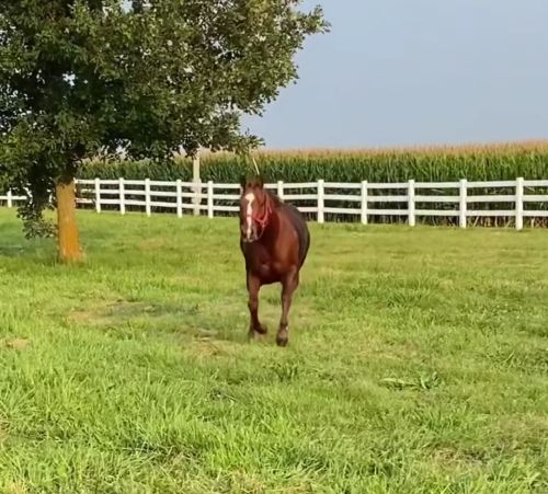 Злая собака? Кот-дебил? А вы коня-придурка видели?)