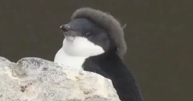 Этот пингвинёнок линяет, но пух на голове ещё остался — теперь кажется, будто он носит маленький берет