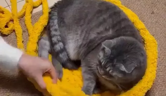 Навязала коту домик⁠⁠