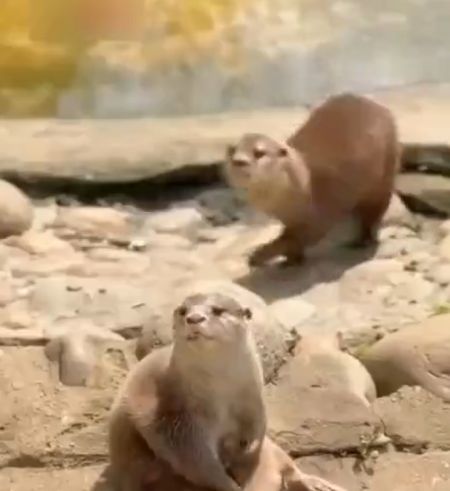 Немного о выдрочке