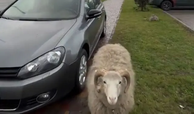 Будни перекупа