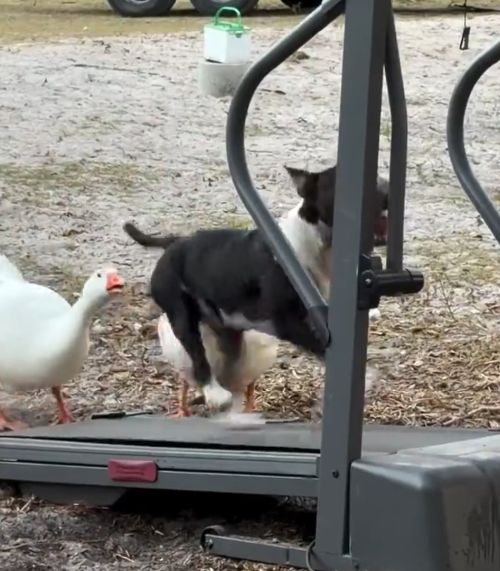 Пёсик психанул