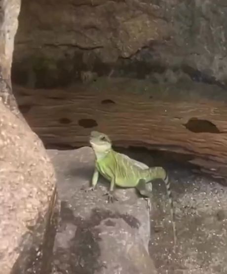 В Малайзии заметили самую дружелюбную игуану