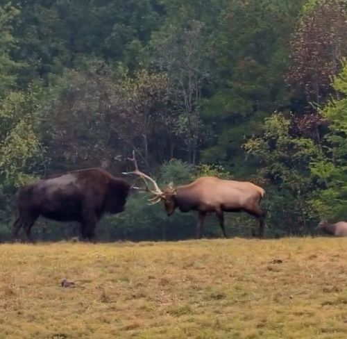Ты к кому копыта подкатываешь!?