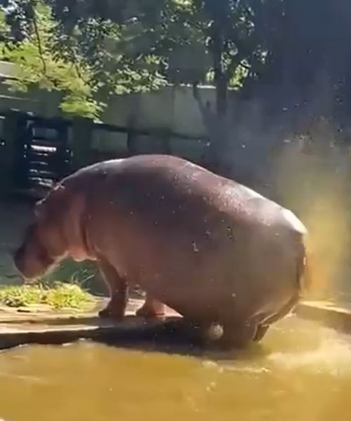 Тут уже и медоеду подумать надо...⁠⁠