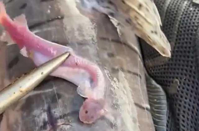 В реке Амазонка водятся не только пираньи...⁠⁠