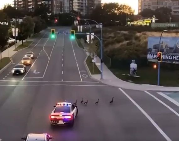 Полицейские попытались поторопить уток, которые медленно переходили дорогу⁠⁠