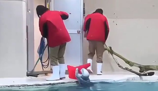 Помогают убирать игрушки, а в награду получают кубики льда⁠⁠