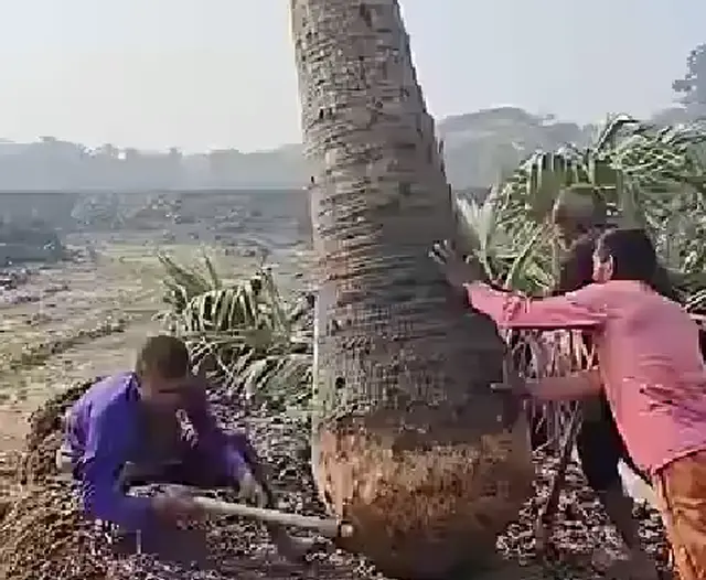 Легким движением руки пальмовый ствол превращается... в 2 лодки