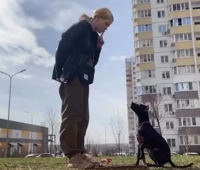 Встреча двух собак