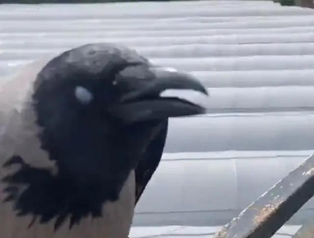 Как мурчит ворона