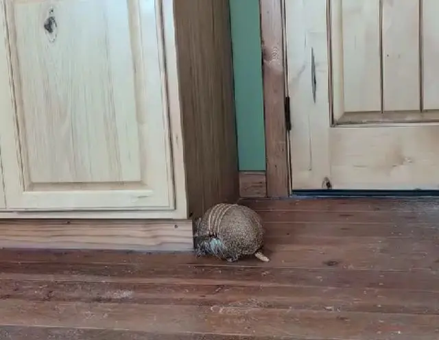 Шароеб*тся⁠⁠