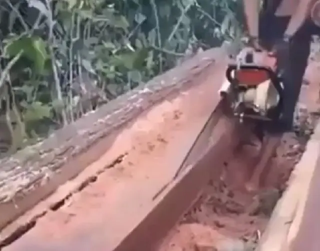 Так вот почему красное дерево такое дорогое