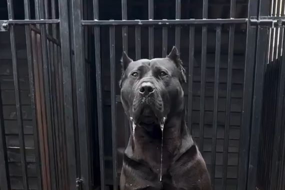 Мясная диета