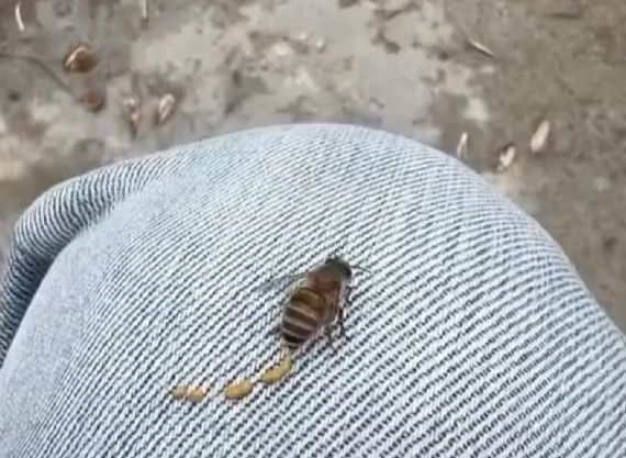 Процесс, который у пчёл называют «очистительным облётом»⁠⁠