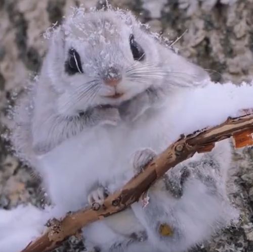 Семейство японских белок-летяг — одних из самых милых грызунов на планете⁠⁠
