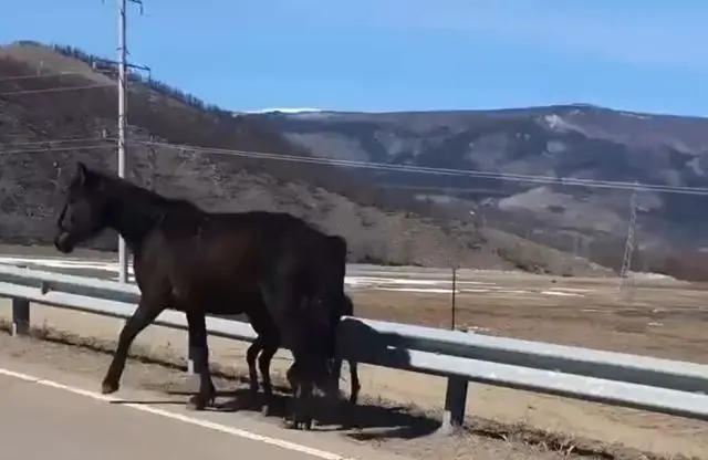 Люди спасли маленького жеребенка, который застрял в ограждении на дороге в Сибири