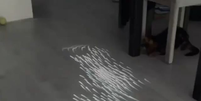 Интерактивная игра для кошек