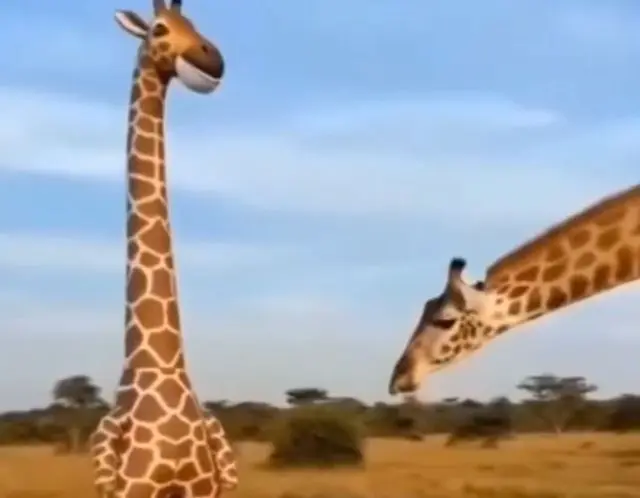 Сотрудник заповедника: мы одеваемся в костюмы животных чтобы животные испытывали меньше стресса⁠⁠