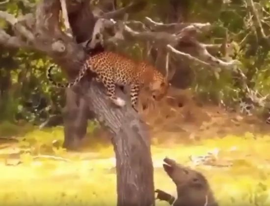 Просто безбашенный⁠⁠