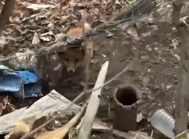 Во Владивостоке мужчина спас маленького лисенка, который запутался в сетях гамака