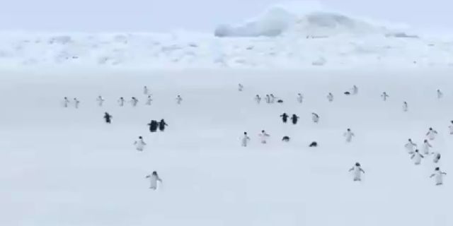 Пингвины, но ускоренные в пять раз⁠⁠