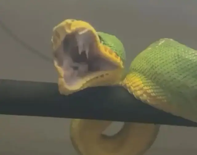 Челюсти⁠⁠