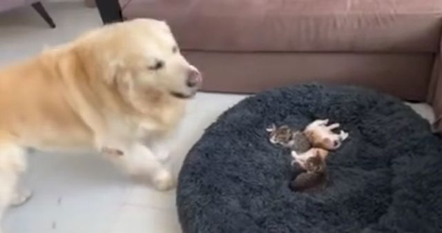 Золотистый ретривер очень недоволен что его лежанка оккупирована