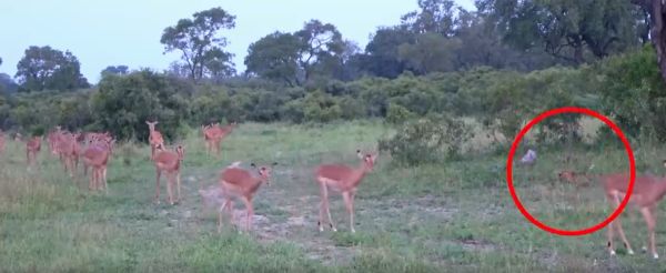 Леопард поймал импалу себе на обед