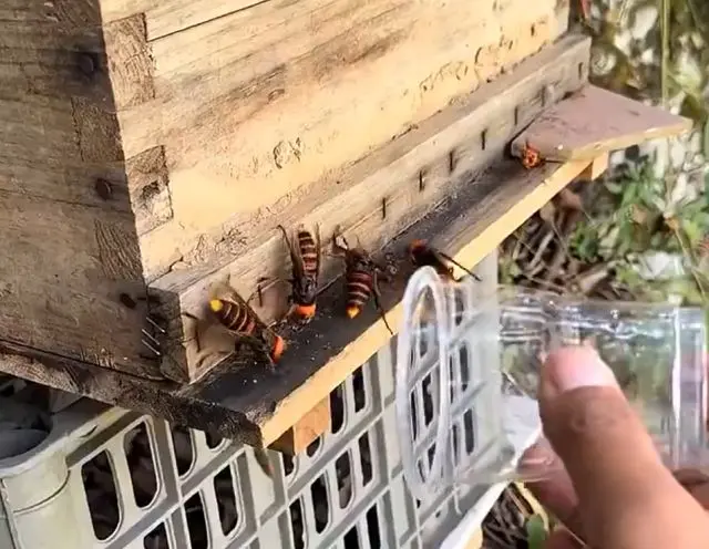 Радикальные меры борьбы с шершнями