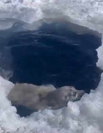 Байкальская нерпа