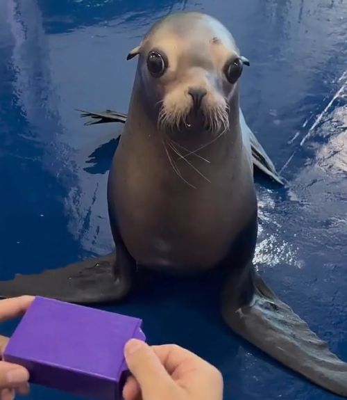 Эй, что за фокусы? Где моя рыба?!⁠⁠