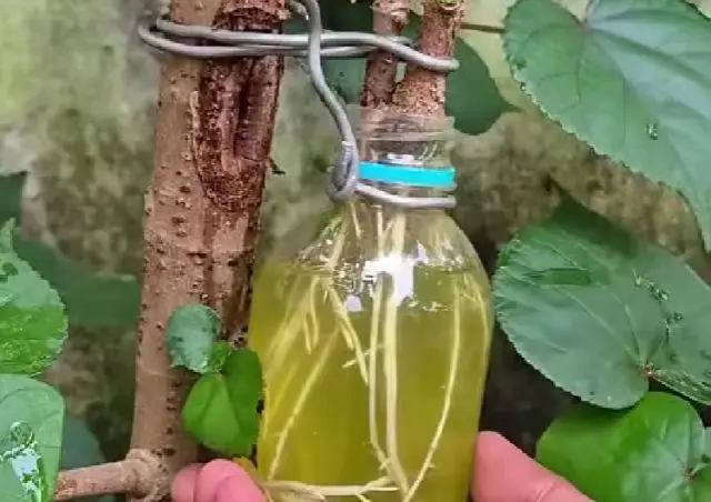 Размножение растений⁠⁠