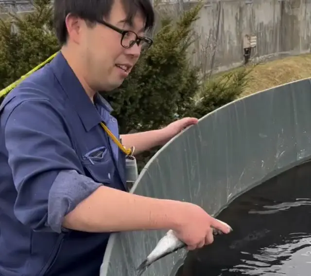 Кормление осетра