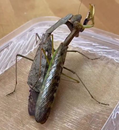 Вот и вся любовь