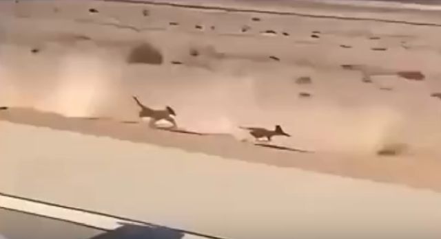 Дорожный бегун против койота⁠⁠