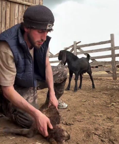 Реанимация ягненка