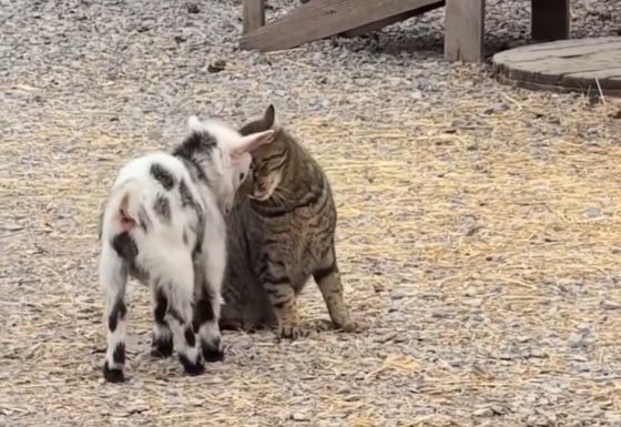 Языковой барьер⁠⁠