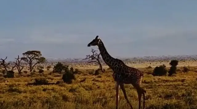 Потрясающий вид на гору Килиманджаро