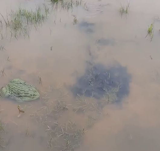 Лягушка-бык защищает своё потомство⁠⁠