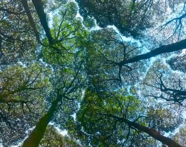 Трещины в изумрудном куполе⁠⁠